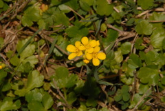 Paysonia lyrata