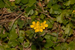 Paysonia lyrata