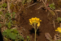 Paysonia lyrata