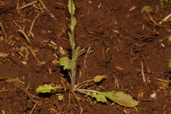 Paysonia lyrata