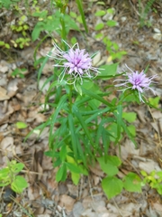 Liatris compacta