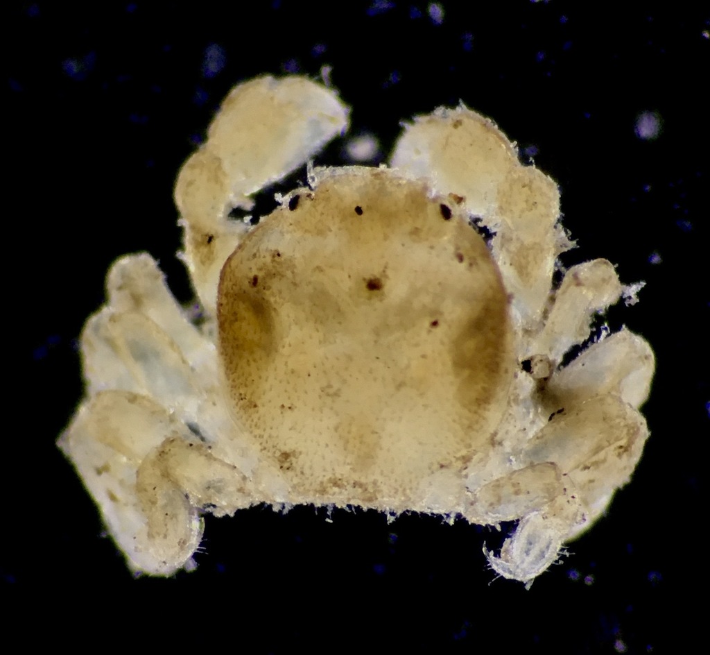 Calyptraeotheres granti