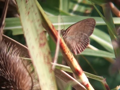 Yphthimoides celmis
