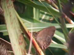Yphthimoides celmis