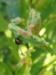 Spintherophyta