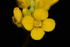 Paysonia lyrata