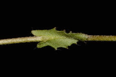 Paysonia lyrata