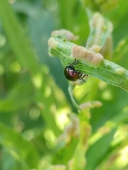 Spintherophyta