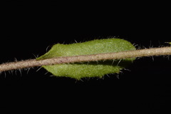 Paysonia lyrata