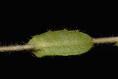 Paysonia lyrata