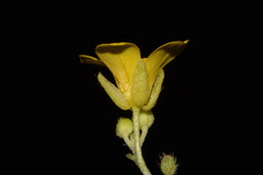 Paysonia lyrata