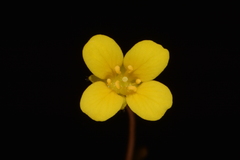 Paysonia lyrata