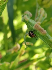 Spintherophyta