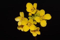 Paysonia lyrata