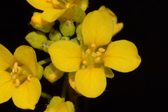 Paysonia lyrata