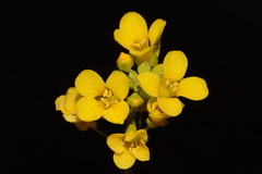 Paysonia lyrata