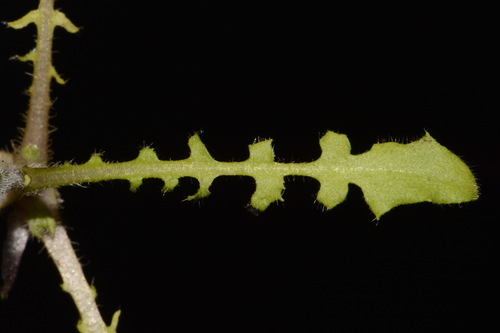 Image of Paysonia lyrata by (c) Brian Finzel, some rights reserved (CC BY-SA)