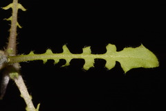 Paysonia lyrata