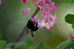 Xylocopa tabaniformis orpifex
