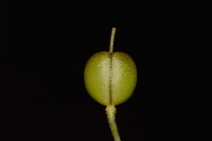 Paysonia lyrata