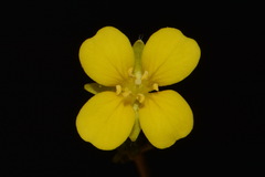 Paysonia lyrata