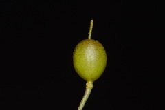 Paysonia lyrata