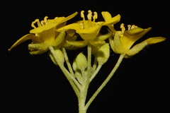 Paysonia lyrata