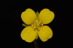 Paysonia lyrata