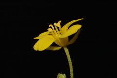 Paysonia lyrata