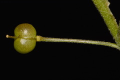 Paysonia lyrata
