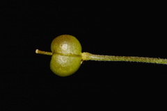 Paysonia lyrata
