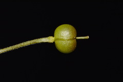 Paysonia lyrata