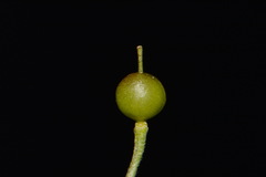 Paysonia lyrata