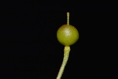 Paysonia lyrata