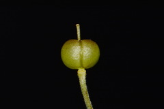Paysonia lyrata