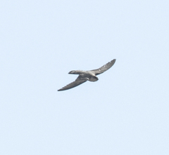 Ptyonoprogne fuligula