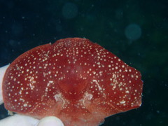 Atergatis integerrimus