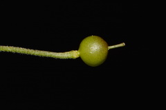 Paysonia lyrata