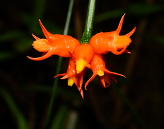 Gurania oxyphylla