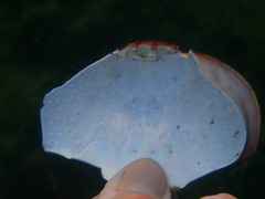 Atergatis integerrimus