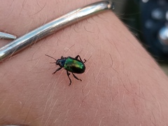 Eumolpinae