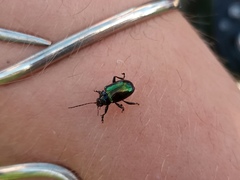 Eumolpinae