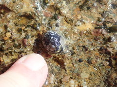 Echinolittorina tuberculata