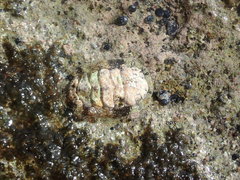 Acanthopleura granulata