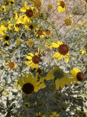 Encelia farinosa