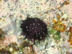 Echinometra lucunter