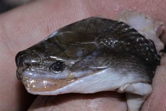 Boaedon perisilvestris