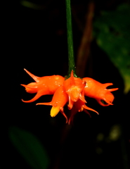 Gurania oxyphylla