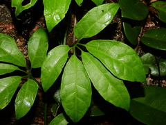 Gurania oxyphylla