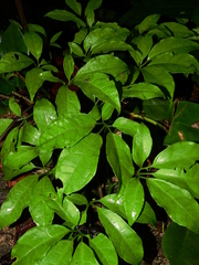 Gurania oxyphylla